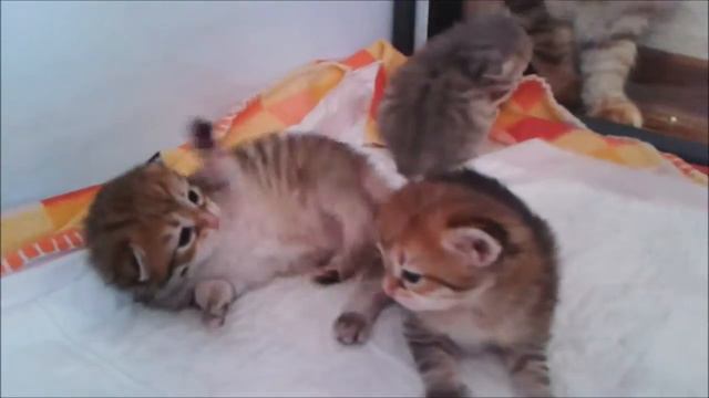Золотые котята из питомника MiuMiuClub*Ru