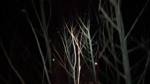 Верба распускается с 3 на 4 декабря. Это правда чудо!