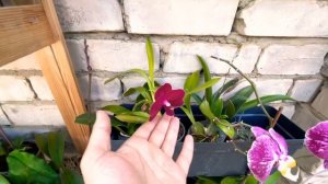 Цветёт фаленопсис Вуду Phal Voodoo и не только
