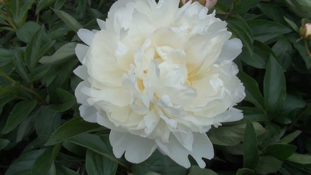 Peony Garden 5-14-2017 Peony Gardenia смотреть онлайн