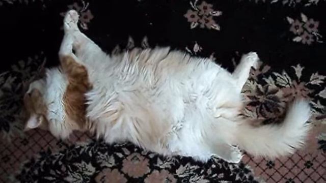 Лежу на спине, смотрю в потолок... смотреть онлайн