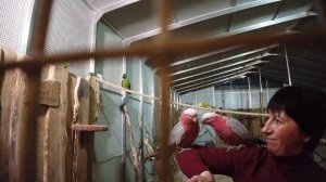 ПОПУГАЙНЯ В ЗАКОПАНЕ.ОБЩЕНИЕ С ПОПУГАЯМИ!!!