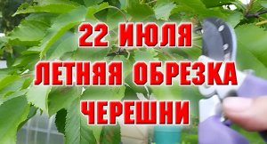22 июля. Обрезаю черешню и вишню. Черенкую розы и клематисы.mp4