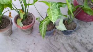 How to propagate Syngonium plant with Update | Arrowhead plant dividing in Urdu/Hindi