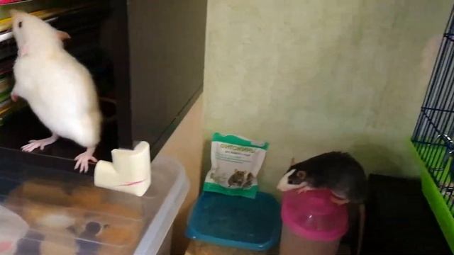 Прогулка по полкам | Декоративные крысы | Домашние животные | Выгул крыс