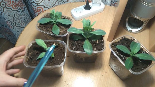 Зачем прищипывать эустому. Прищипка эустомы.