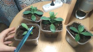 Зачем прищипывать эустому. Прищипка эустомы.