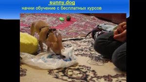 Пес боится! Как отучить бояться? Дрессировка декоративной собаки