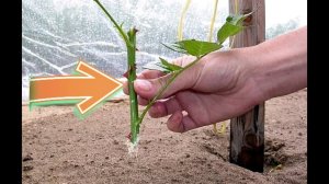 Размножьте розы черенками в грунт этим способом осенью, для красивого цветения на следующий год!