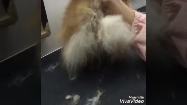 3 ขั้นตอนการตัดเท้ากลมๆ смотреть онлайн