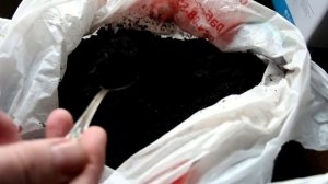 5 основных ошибок при выращивании рассады томатов