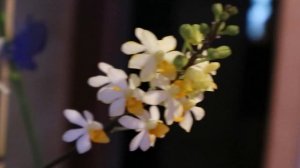 Ascocentrum miniatum x Doritis pulcherrima и Phal.tetraspis v.coffee