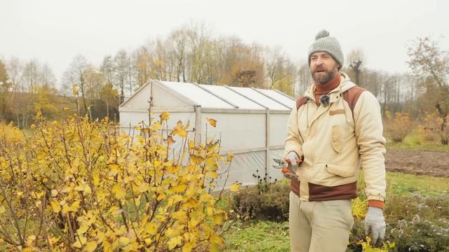 Смородина размером с вишню. Обрезка красной и черной смородины.