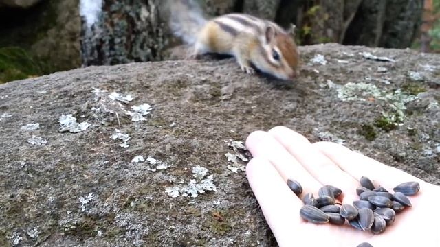 Кормлю бурундуков с рук смотреть онлайн