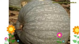 Тыква крупноплодная Лечебная. Краткий обзор, описание характеристик, где купить саженцы Lechebnaia