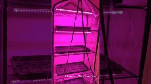 Домашняя теплица или парник для рассады.