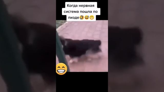 Приколы-2022_39.mp4