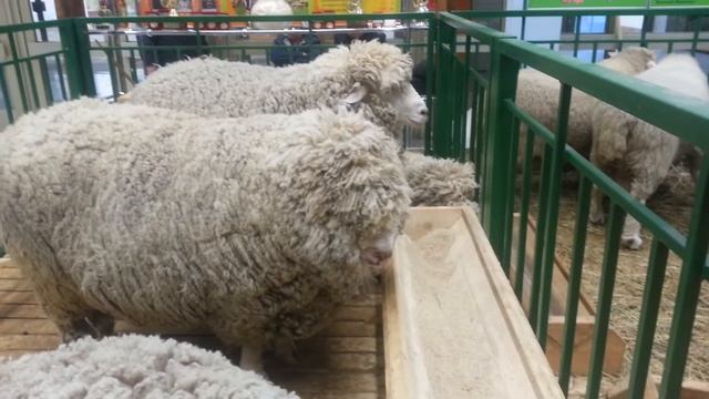 Бараны по 150 кг смотреть онлайн