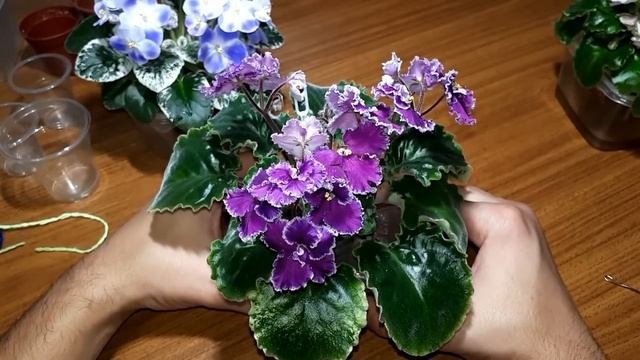 Еще раз о главном при фитильном поливе.