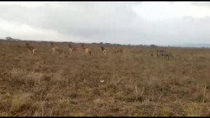 Африканская саванна, Кения