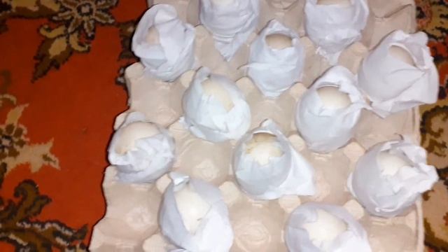 Мускусная утка тяжёлая французская, немецкая линия упаковка яиц. Правильное расположение яиц смотреть онлайн