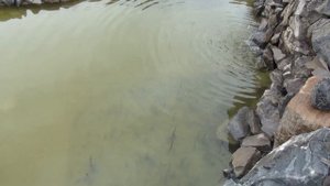 Цветет вода в пруду? Что делать?