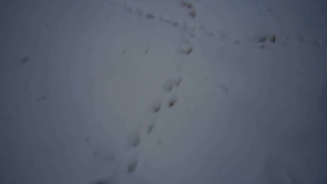 Фотоловушка