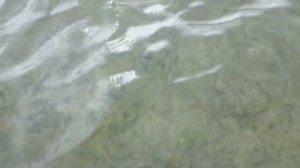 Отдых на Балтийском море.Медузы.