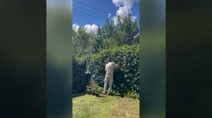 Стрижка живой изгороди из девичьего винограда косторезом champion