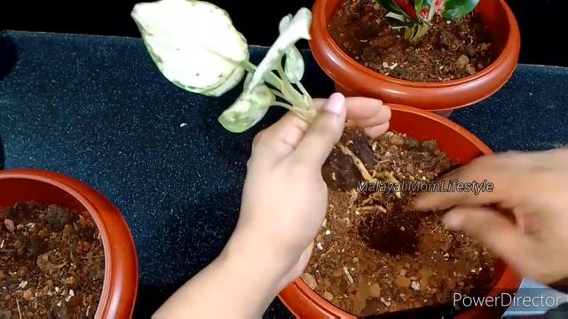Aglaonema plants|plantsonlineshopping|reporting|plants shopping|MalayaliMomLifestyle