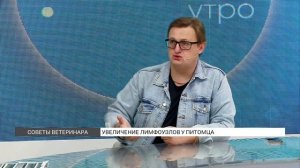 Что делать, если у питомца увеличились лимфоузлы?