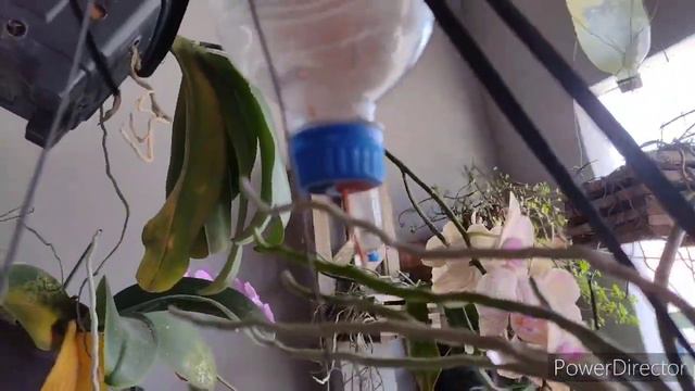 Quatro hastes floral; Orquídea phalaenopsis que não fiz a decapitação. смотреть онлайн