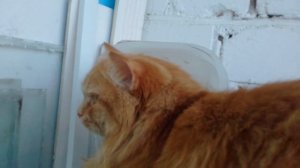 Как заботится о кошке или о коте.