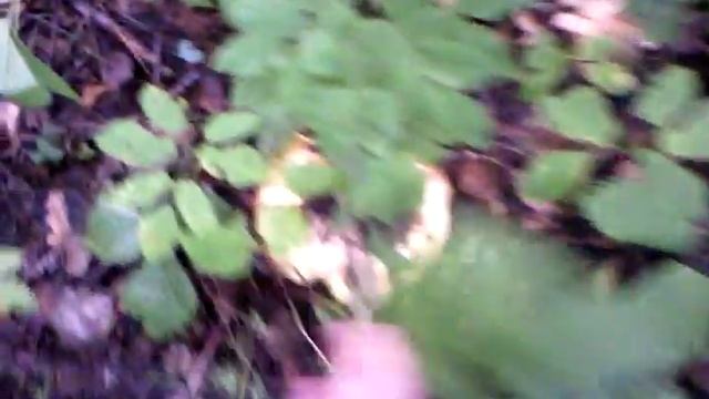 Переросший груздь смотреть онлайн