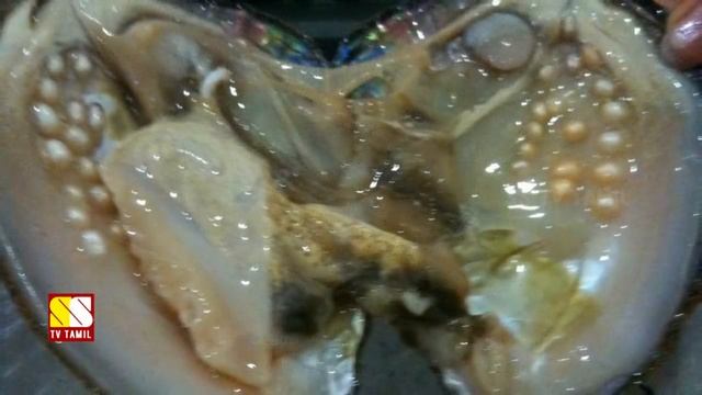 சிப்பிகள் முத்துக்களை உருவாக்கும் இரகசியம் தெரியுமா! смотреть онлайн