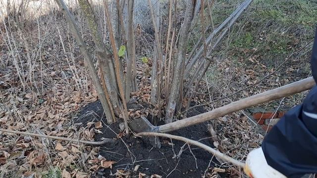 ФУНДУК . КОРНЕВАЯ СОРТА ПИРОЖОК . смотреть онлайн