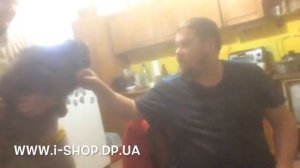 Прикольные еноты в квартире. Енот ест со стола