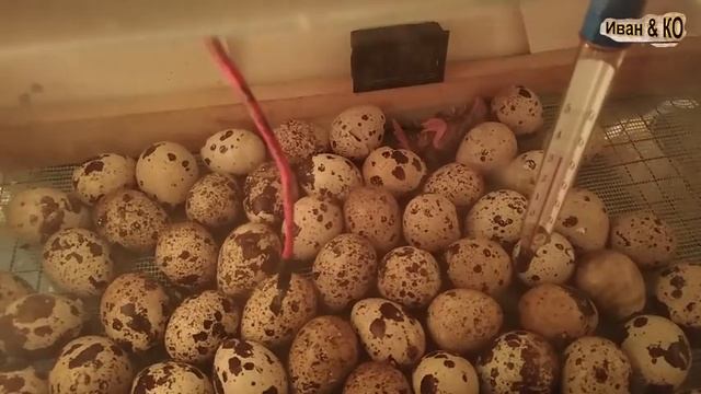 Инкубация перепелов. Вывод. Ошибки.  Результат.