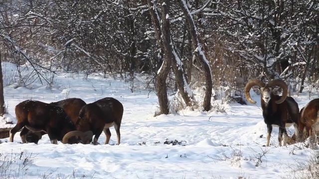 Téli muflon kosok смотреть онлайн
