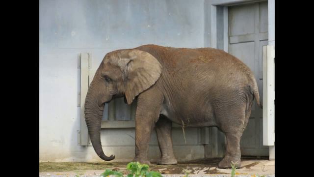 В Таллинском зоопарке. смотреть онлайн