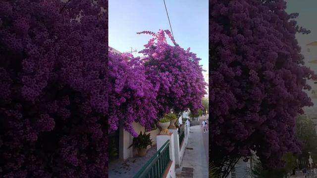 Как летом цветут деревья в Испании (Jacaranda) смотреть онлайн