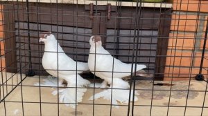 Голуби ?️ Уральские монахи 02-11-2023