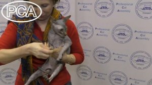 Канадский сфинкс черный агути. Выставка кошек PCA on-line