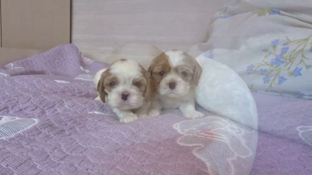 Наши мальчики кавалерчики - окрас бленхейм смотреть онлайн