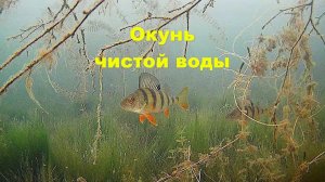 Подводные съёмки в чистой воде, подводная камера во всей красе