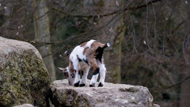 Поведение животных в дикой природе