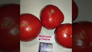 Обзор томатов Биг Зак , Алма-атинский триколор и Немецкое 💜 Гомера .