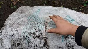Укрытие винограда на зиму. Способы и сроки. Всех с Днем Виноградарства и Садоводства.