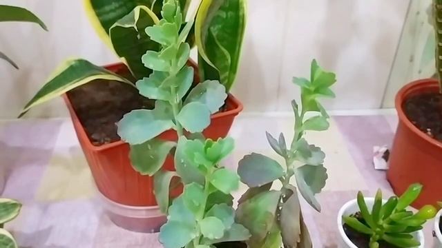 КОМНАТНЫЕ ЦВЕТЫ. Обзор сансивиерий, молочаев и других выносливых комнатных растений смотреть онлайн