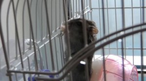Джунгарские хомяки дерутся